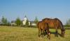 Totally Thoroughbred Horse Show Image