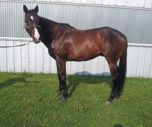 Fun, 16.2 gelding looking for a home Picture