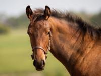 Adena South Retired Horses  Image