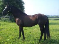 Kind, sweet , loving mare Picture
