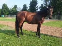 Solid, sound 4 year old gelding.  Picture