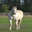 Adena South Retirement Horse 1 Photo
