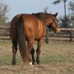 Adena South Retirement Horse 3 Photo