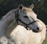 Adena South Retirement Horse 2 Photo