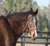 Adena South Retirement Horse 4 Photo