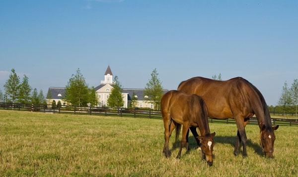 Stronach receives TRF award for dedication to equine retirement  Image