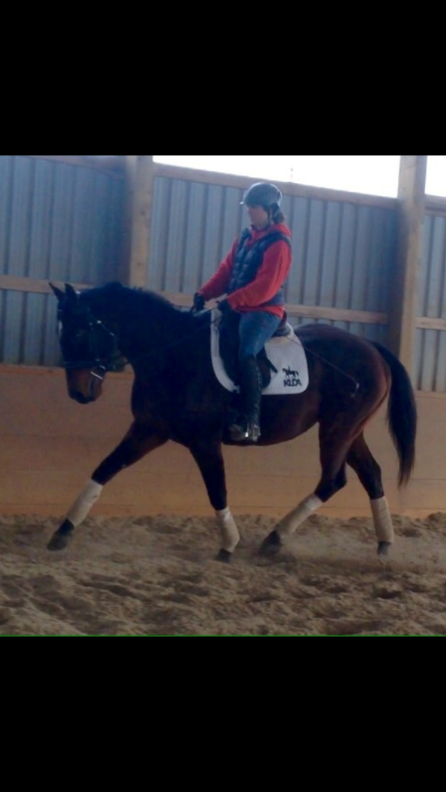 Metronome excelling in his new role as an Eventer! Image